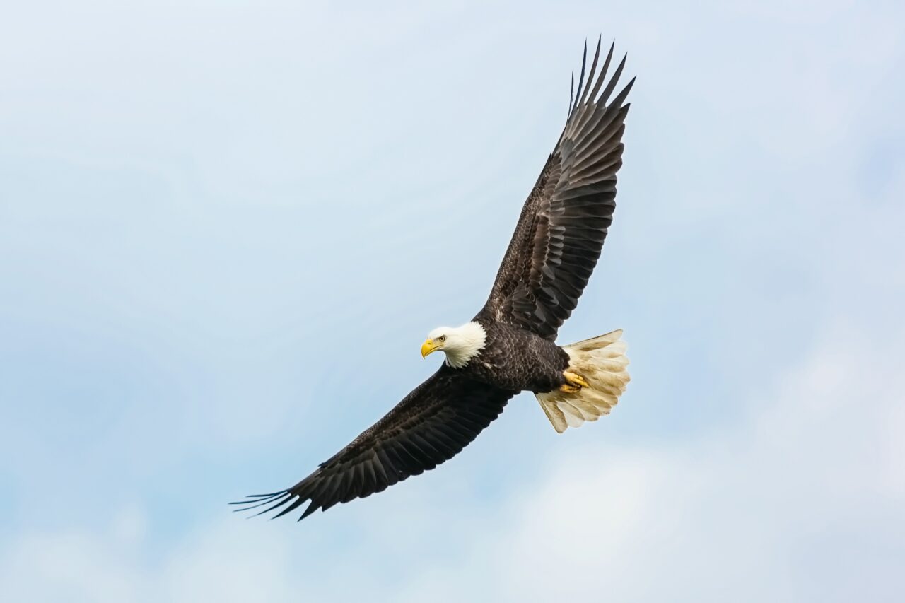 Wind Power Developers Encouraged by Findings on Bald Eagle Population